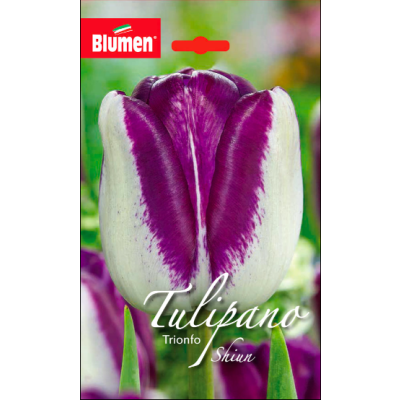 Blumen - Bulbi Tulipano Trionfo Shiun Cod. 13300