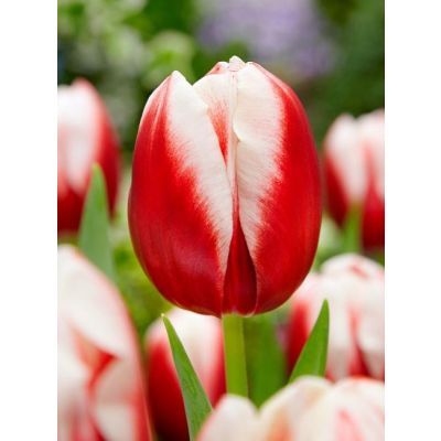 Flora Elite - Bulbi Tulipano Alectric 10pz