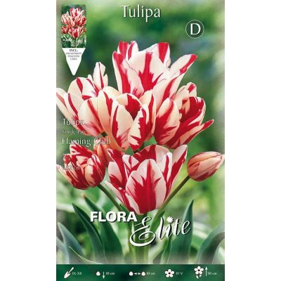 Bulbi Tulipano Flaming Cup 7pz Cod.H789120