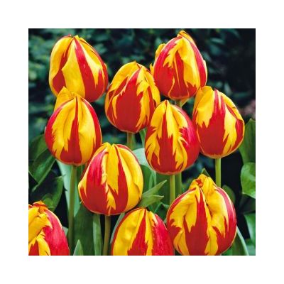 Flora Elite - Bulbi Tulipano Mickey Mouse Cod. 13129
