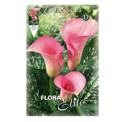 Bulbi Zantedeschia Rosa 1 pz Cod. 15735
